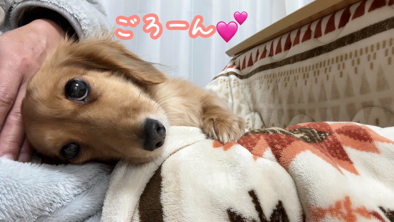 早く膝の上で温もりたい甘えん坊犬がこちら♡