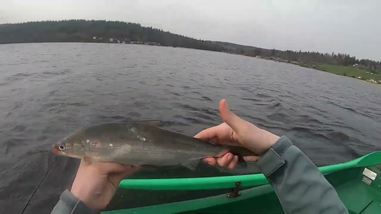 Pêche de la féra sur le lac Saint-Point.