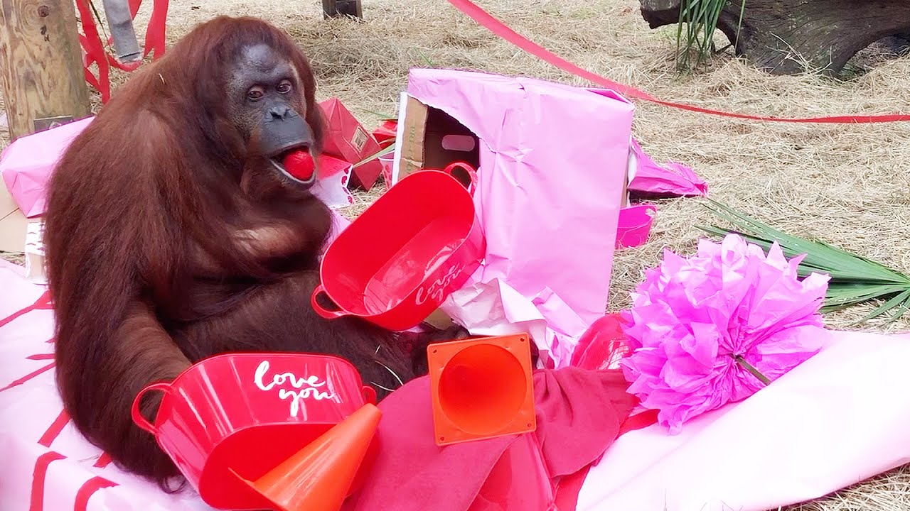 34th Birthday Party Surprise for Rescued Orangutan!