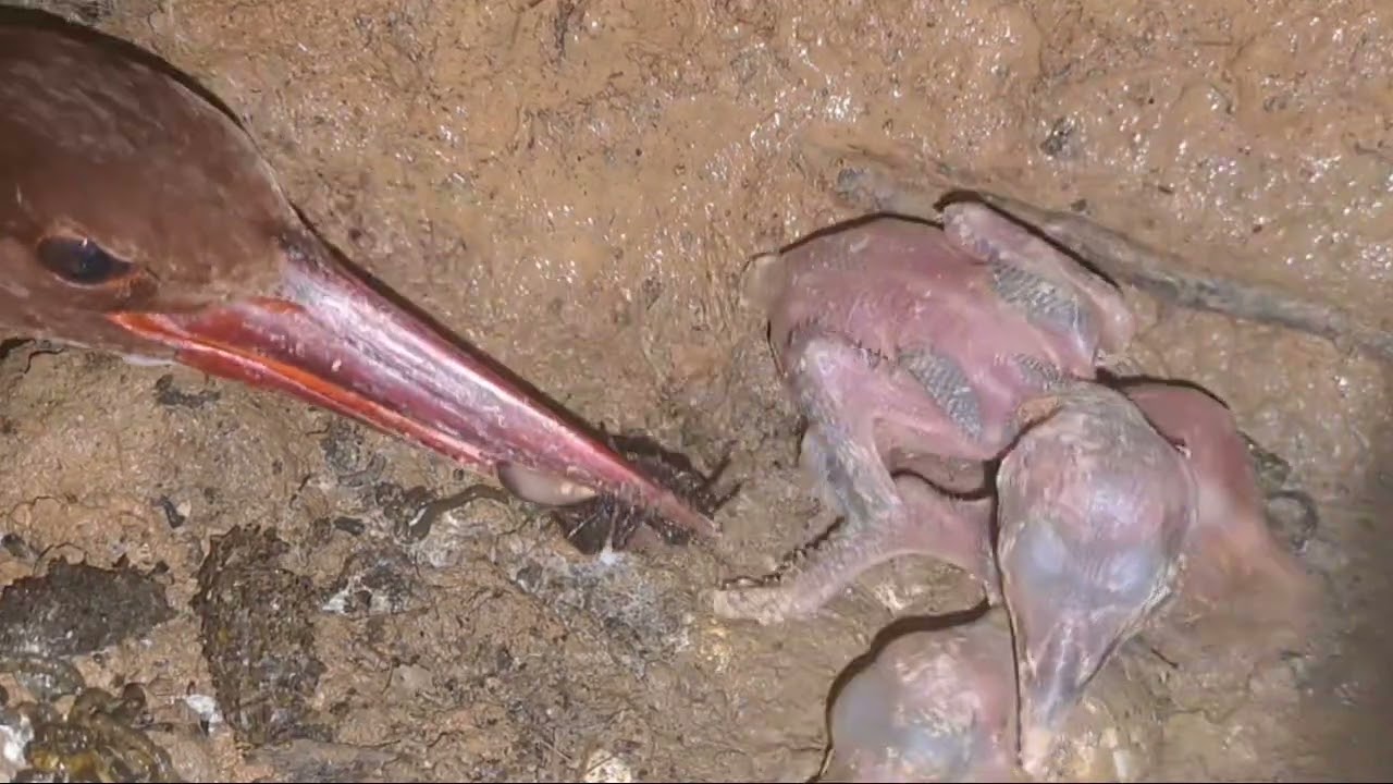 tonton terus vidio burung tengkek masih bayak