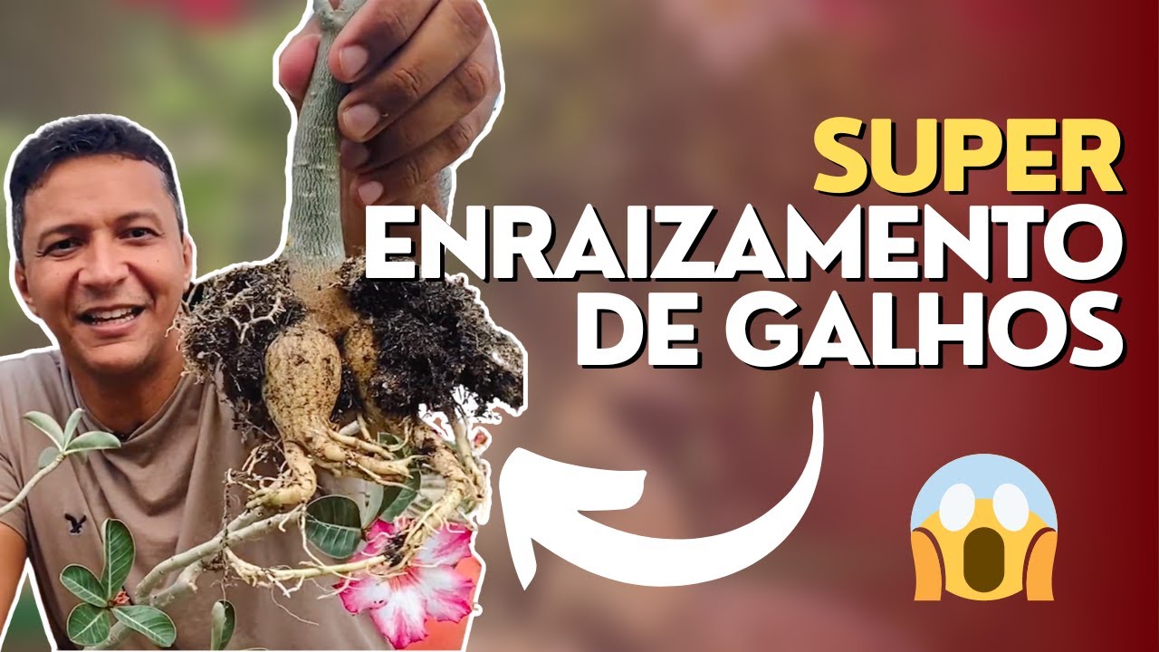 Super enraizamento de galhos em Rosas do Deserto