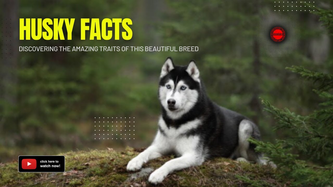 Husky Facts: Discovering the Amazing Traits of this Beautiful Breed