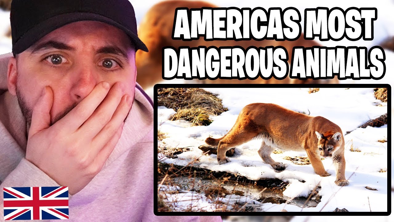 Brit Reacts to 10 Terrifying Animals in America!