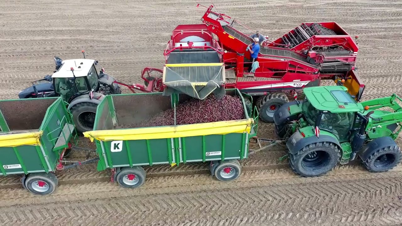 Zwiebel Roden mit 3 Rodern Grimme und Ropa, Traktoren Fendt, John Deere und Lkw Landwirtschaft