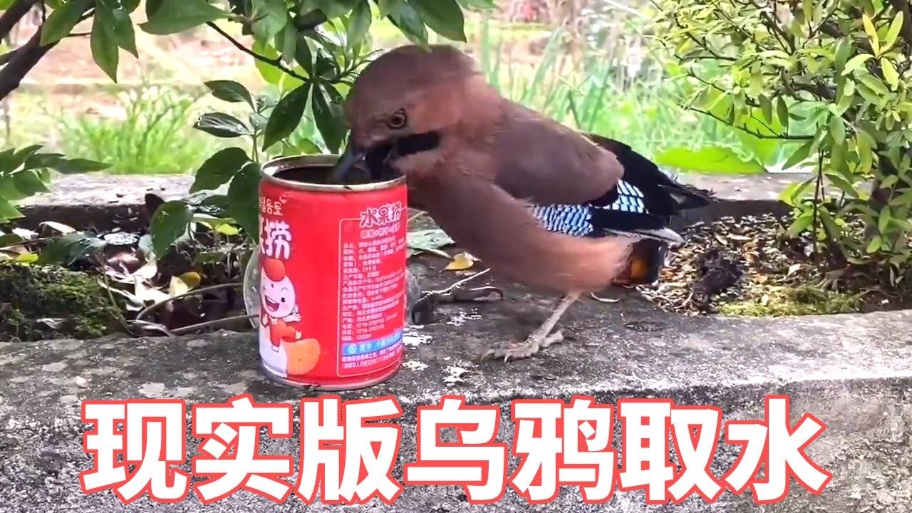 现实版乌鸦取水！鸦科鸟类太聪明，原来寓言故事没有骗人#动物世界 #动物搞笑视频 #动物趣事 #神奇的动物