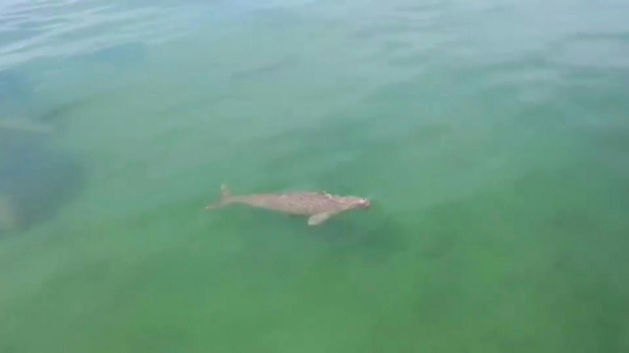 Herd of dugongs sighted off the coast of a Thai island | AFP
