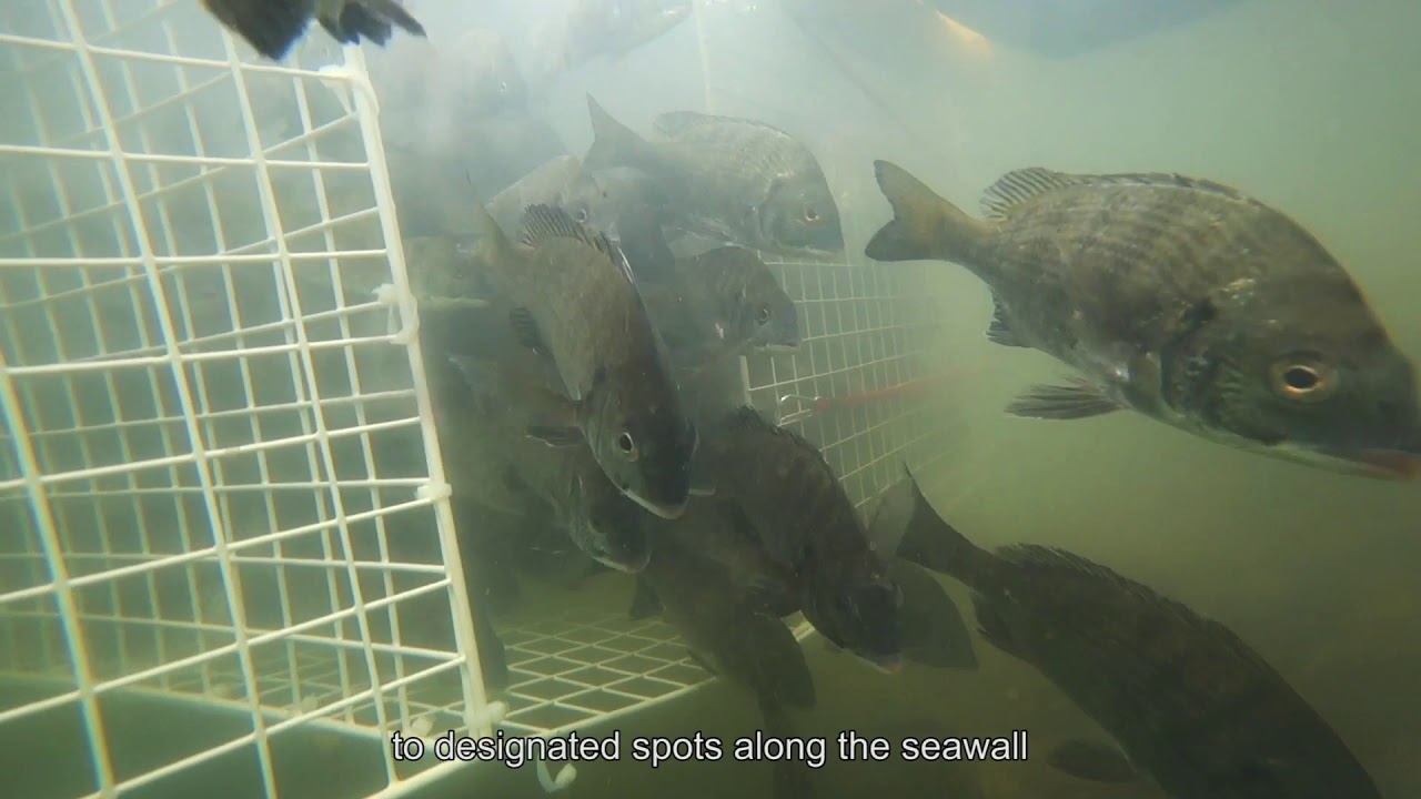 Fish Restocking Pilot Test