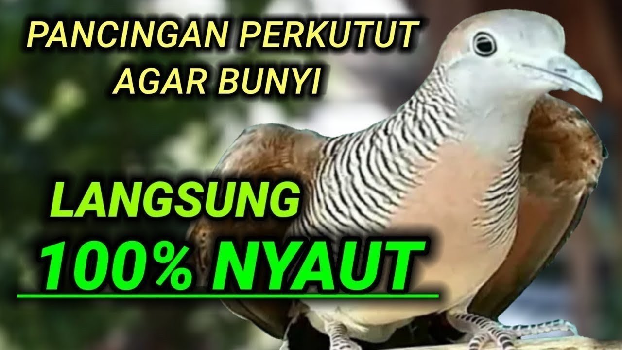 pancingan perkutut agar bunyi - PERKUTUT yang denger 100% langsung nyaut