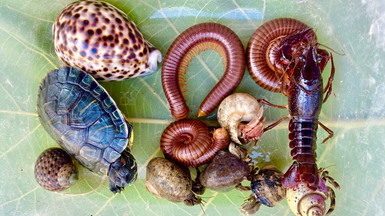 Я чуть не наступил на это существо... Оно было живым!