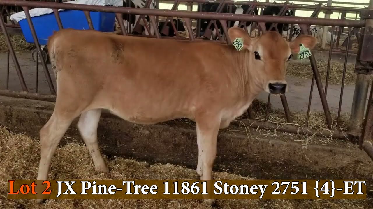 Lot2 JX Pine-Tree 11861 Stoney 2751 {4}-ET