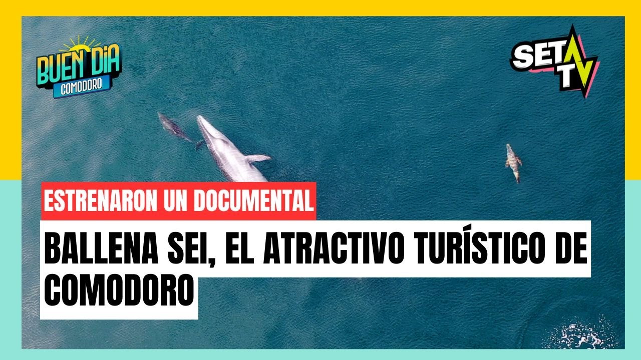 LA BALLENA SEI, EL ATRACTIVO INTERNACIONAL CON EL QUE CUENTA COMODORO