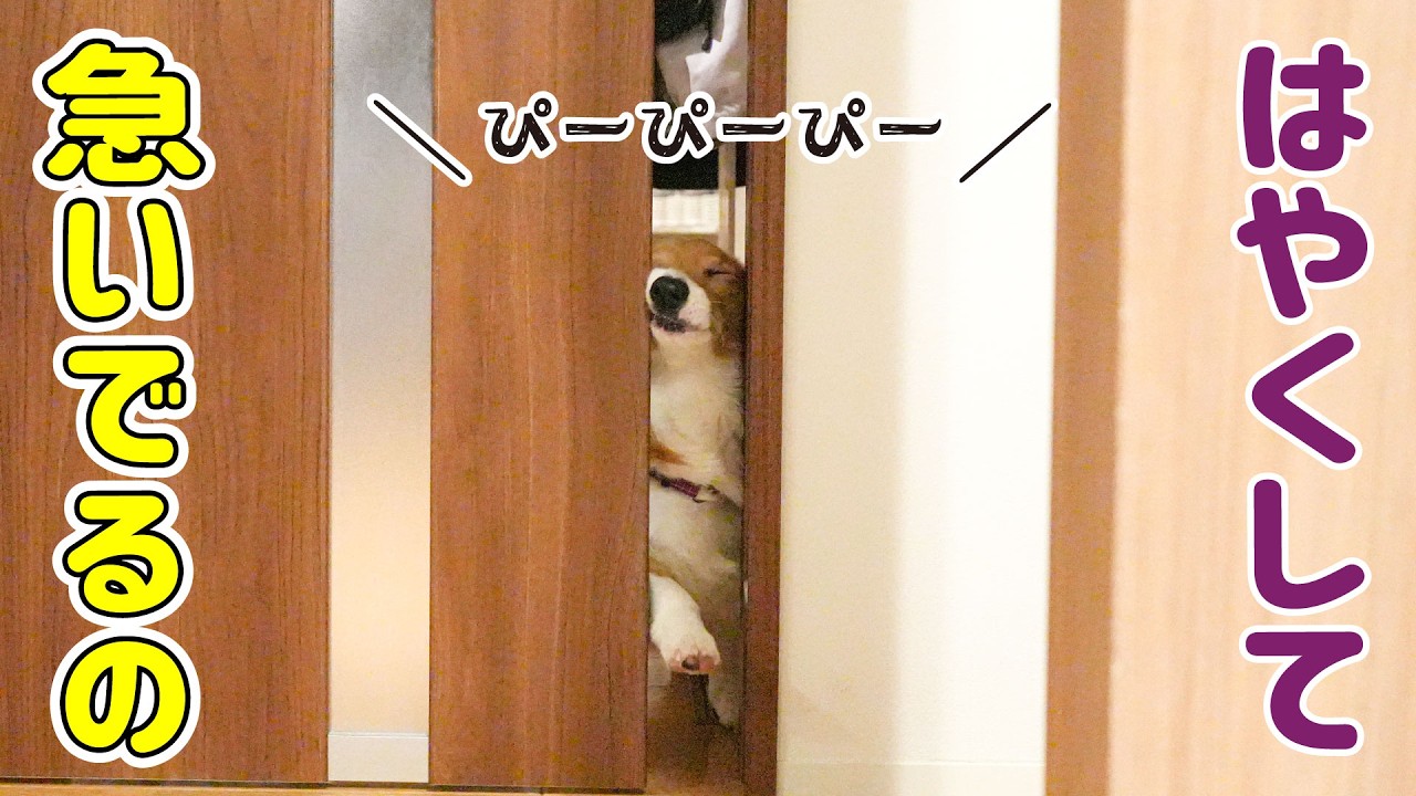 モナが玄関でぴーぴー鳴く理由は...？