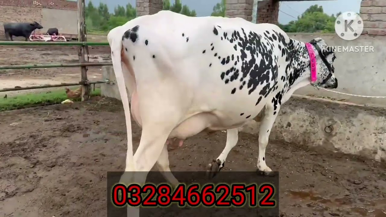 Taimoor Dariy Farm.ll.Pure american Duch fareision.jersey cow.important cow