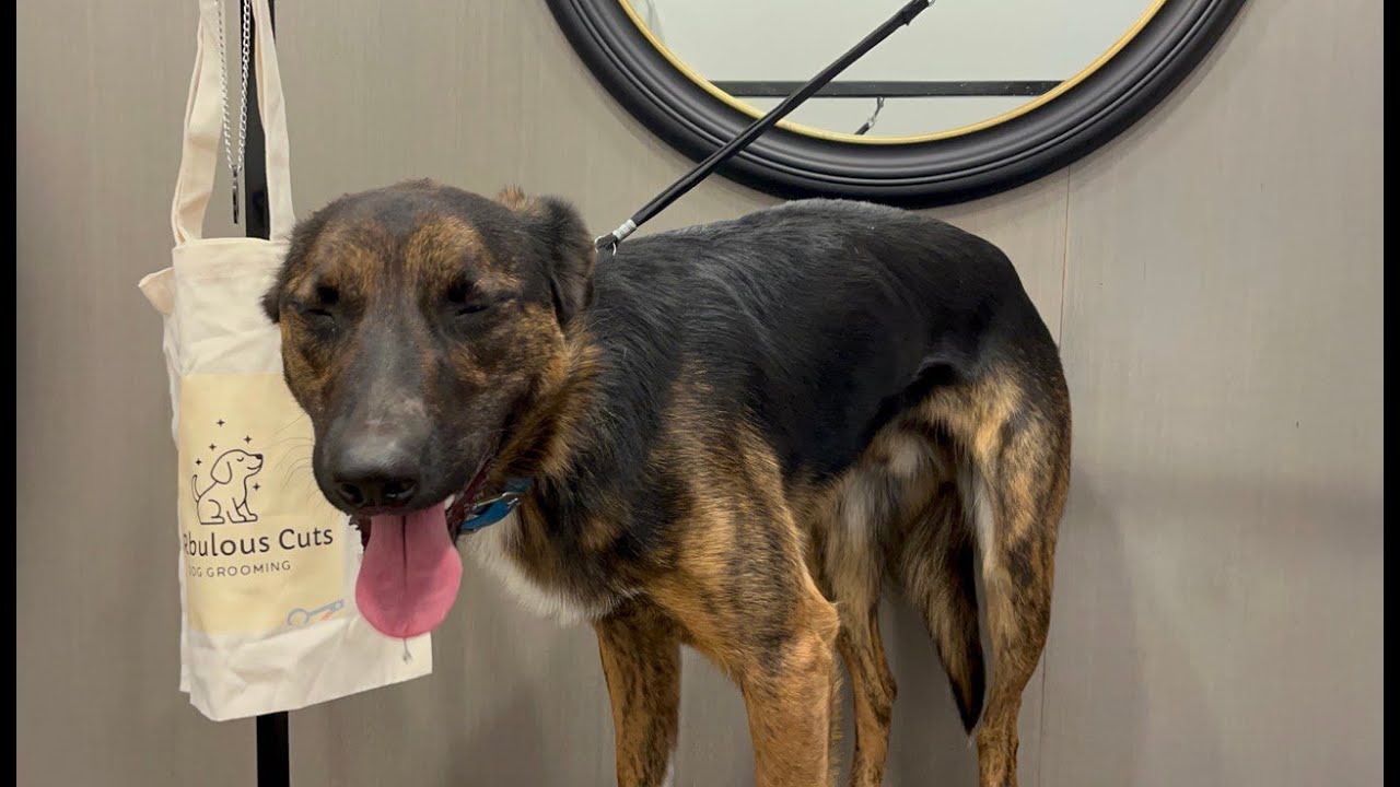 Cattle Dog Get's a Groom After Cow Gives Birth!!