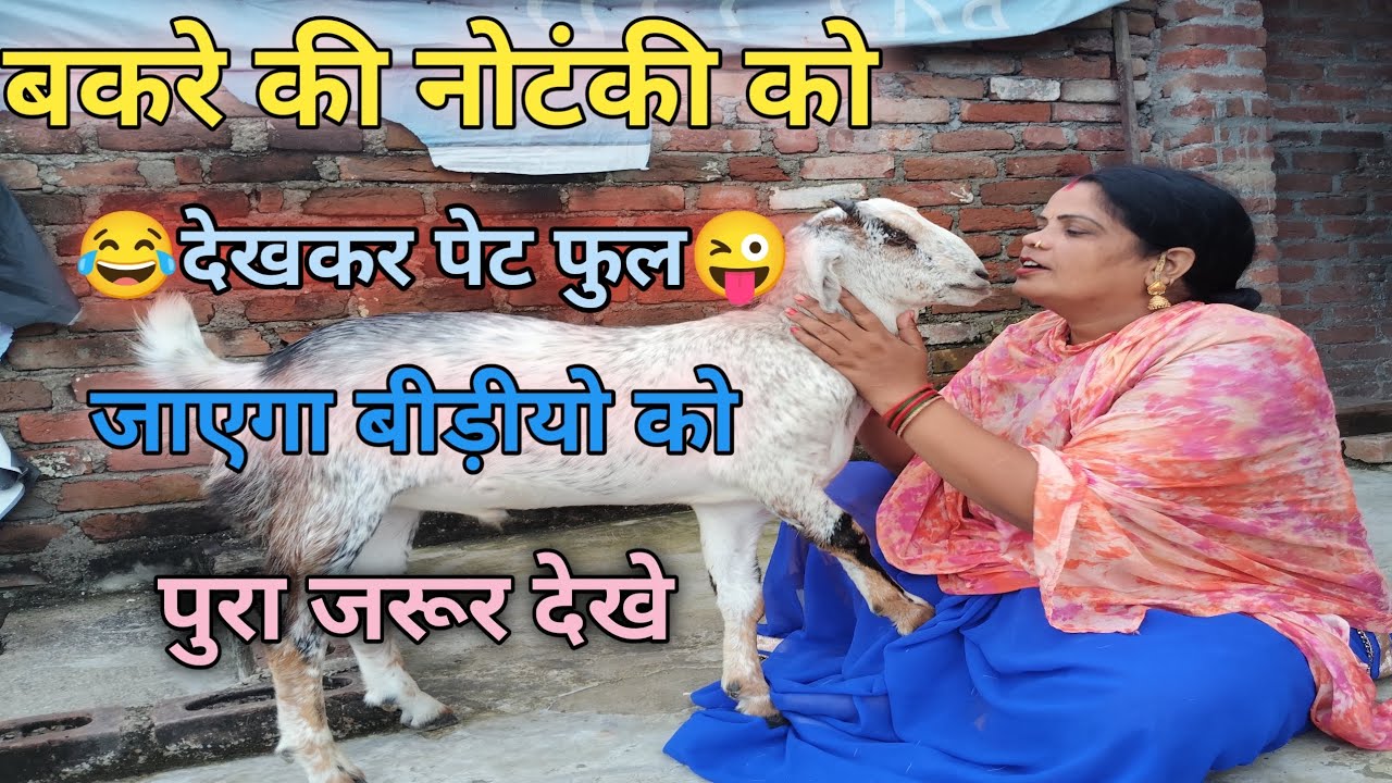 बकरे की नोटंकी को देखकर आपका पेट फ़ुल जायग😝🤣