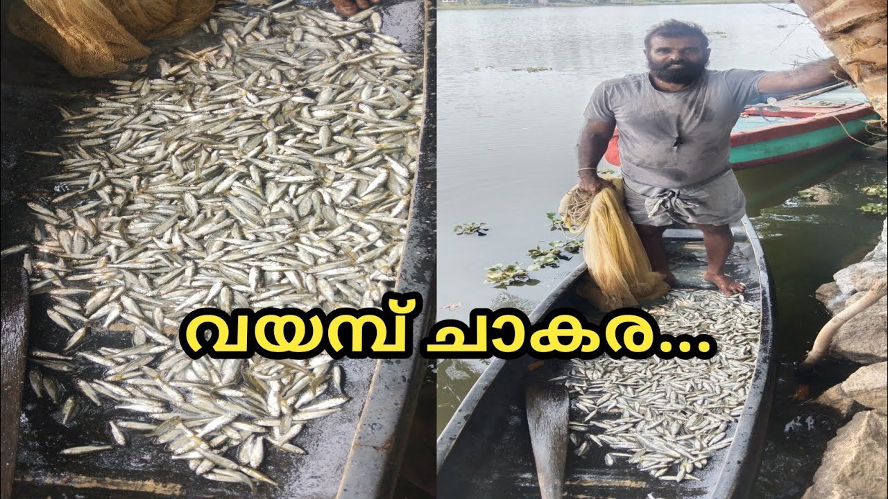 വീണ്ടും വയമ്പ് ചാകര വന്നു.......@LD AND RD MEDIA