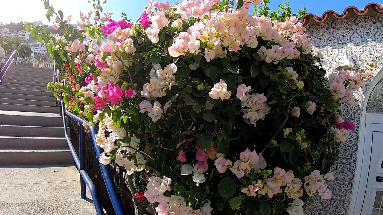 Gran Canaria flora and fauna