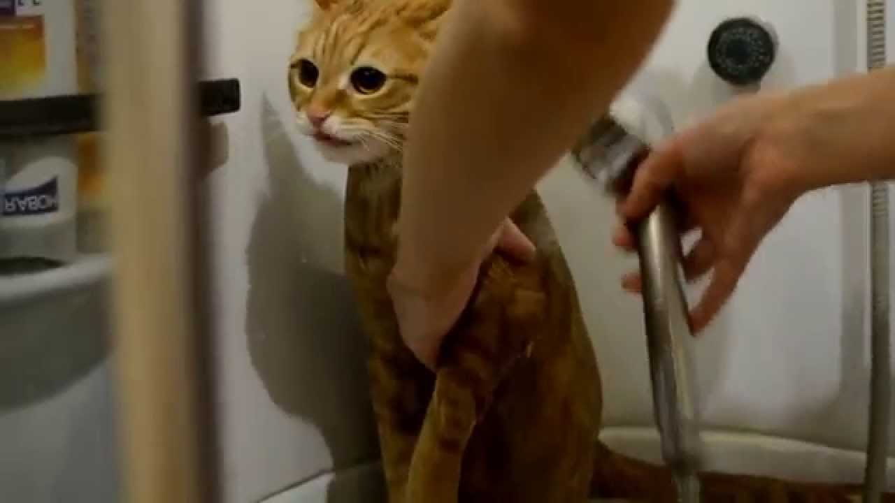 Cat in a shower