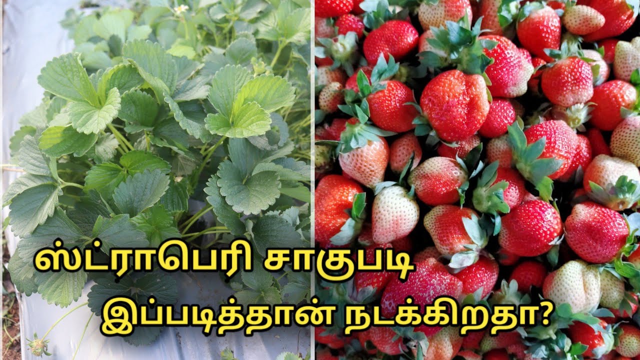 ஸ்ட்ராபெரி சாகுபடி || strawberry cultivation from ooty || Uzhavan magan