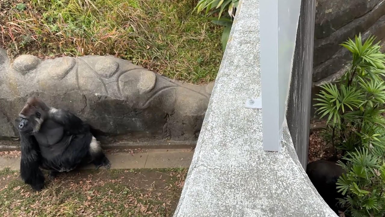 番外編 モンタさんを見つめるモモカちゃん【番外編】【千葉市動物公園】【‎2025年‎】ゴリラ