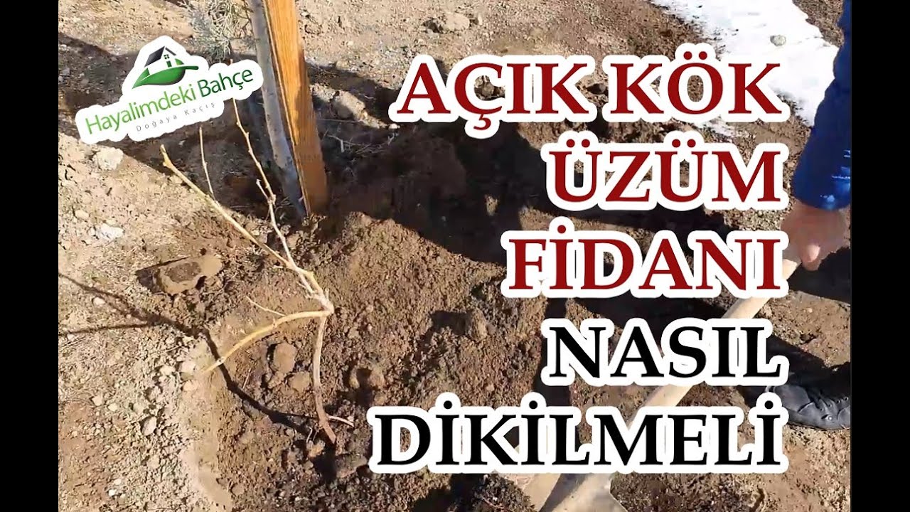 Açık Kök ÜZÜM Fidanı Nasıl Dikilir?