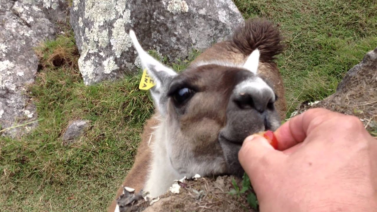 Machu Picchu Llama Friend