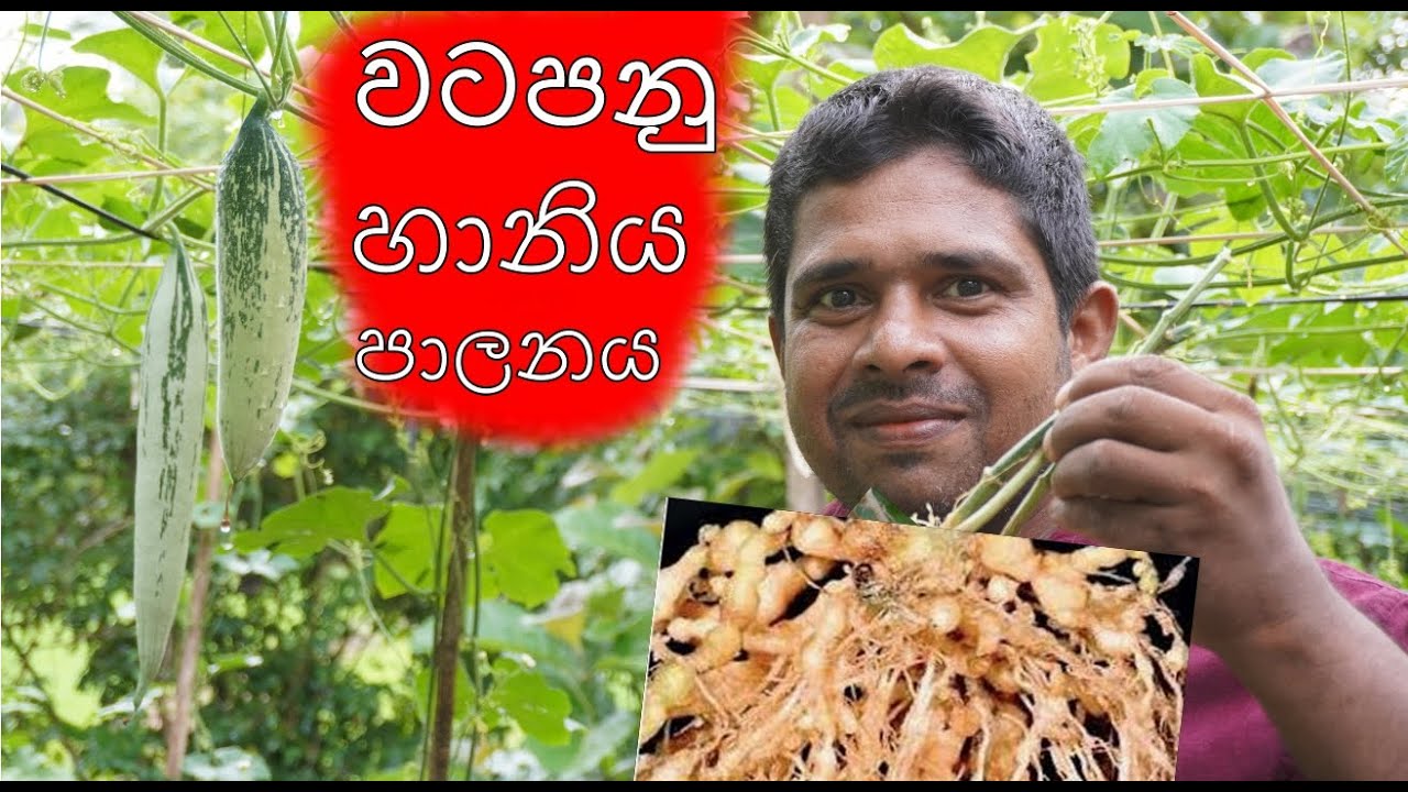 වටපනු හානිය පාලනය , Home gardening, Organic gardening, Organic ,ගෙවතු වගාව ,gewathu wagawa ,kabanika
