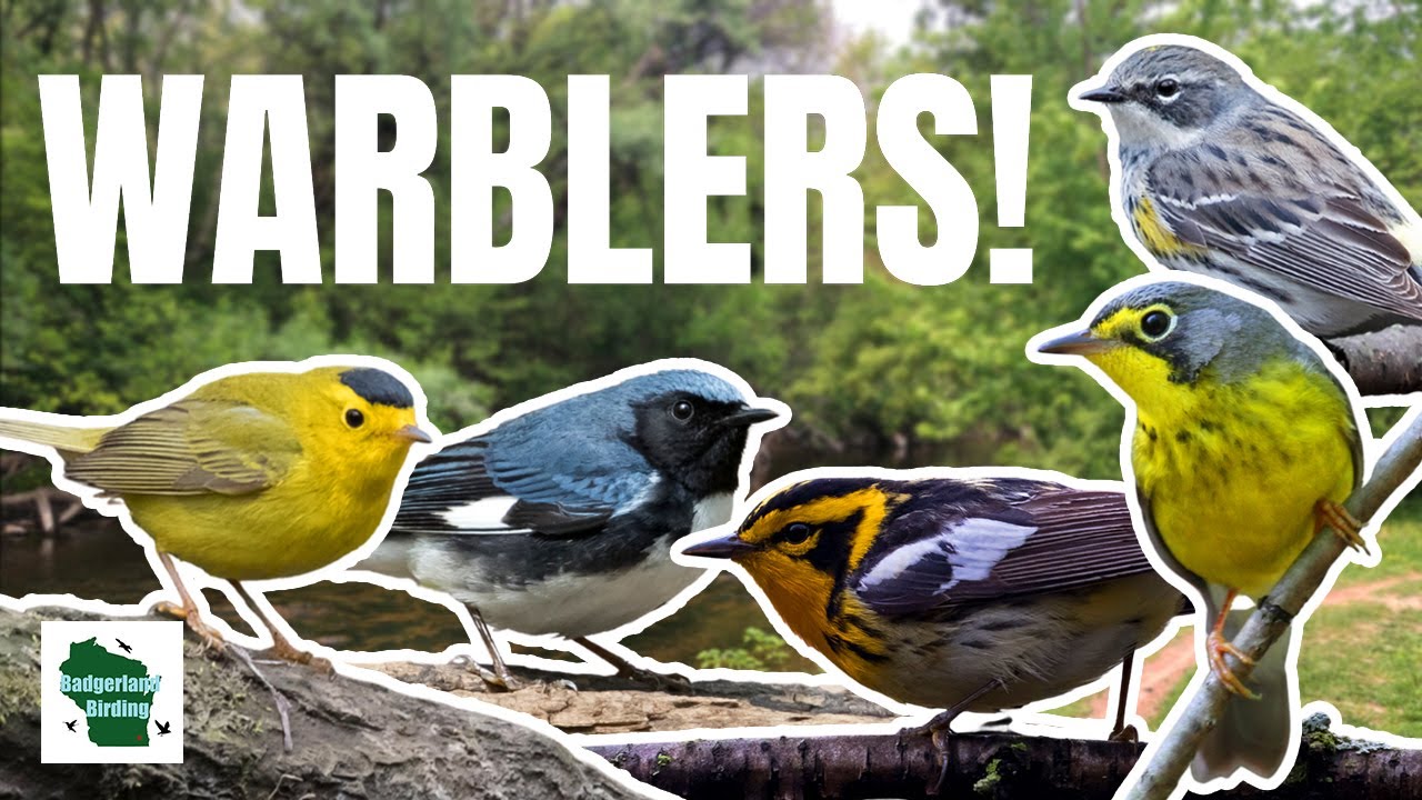Warbler Wonderland: Chasing Colorful Migrants by a Peaceful Wisconsin Creek