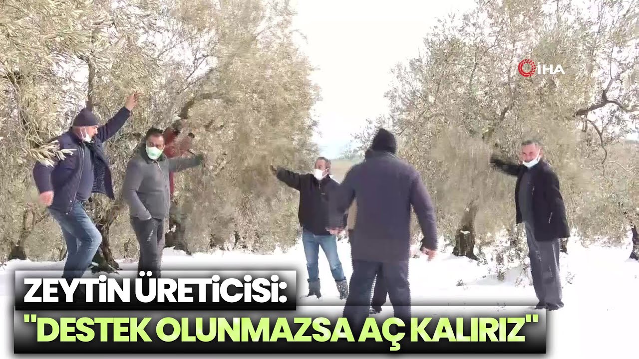 Zeytinleri ağaçları yanan köylüler: 
