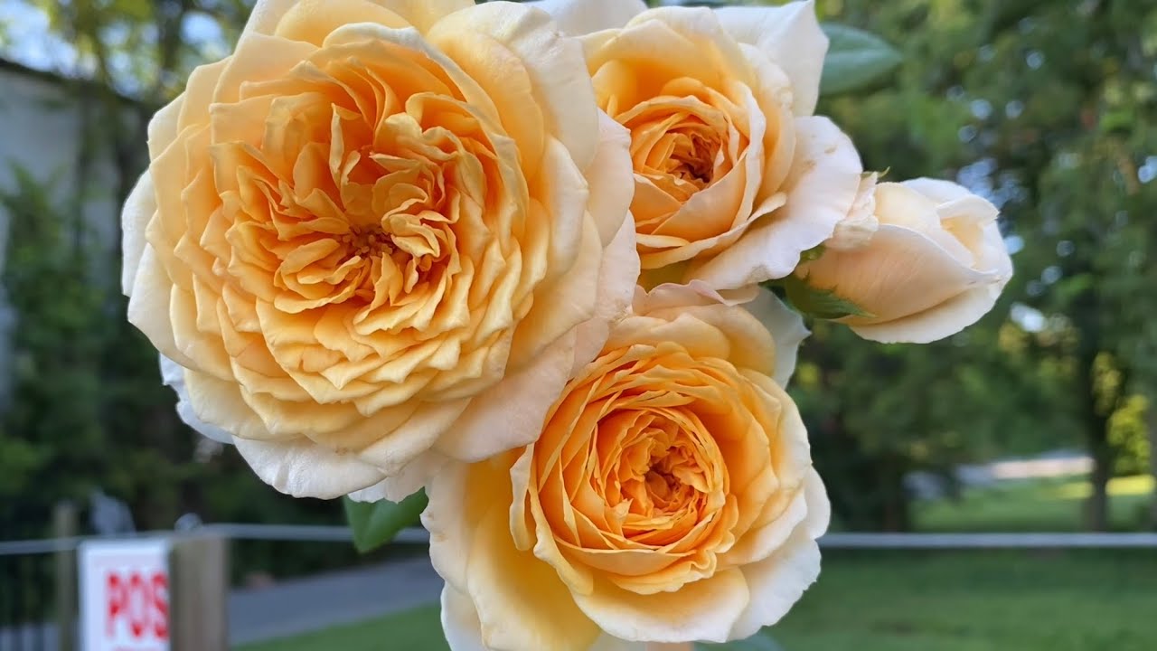 ສະບາຍດີ  My David Austin Rose  Teasing Georgia 8.18.22