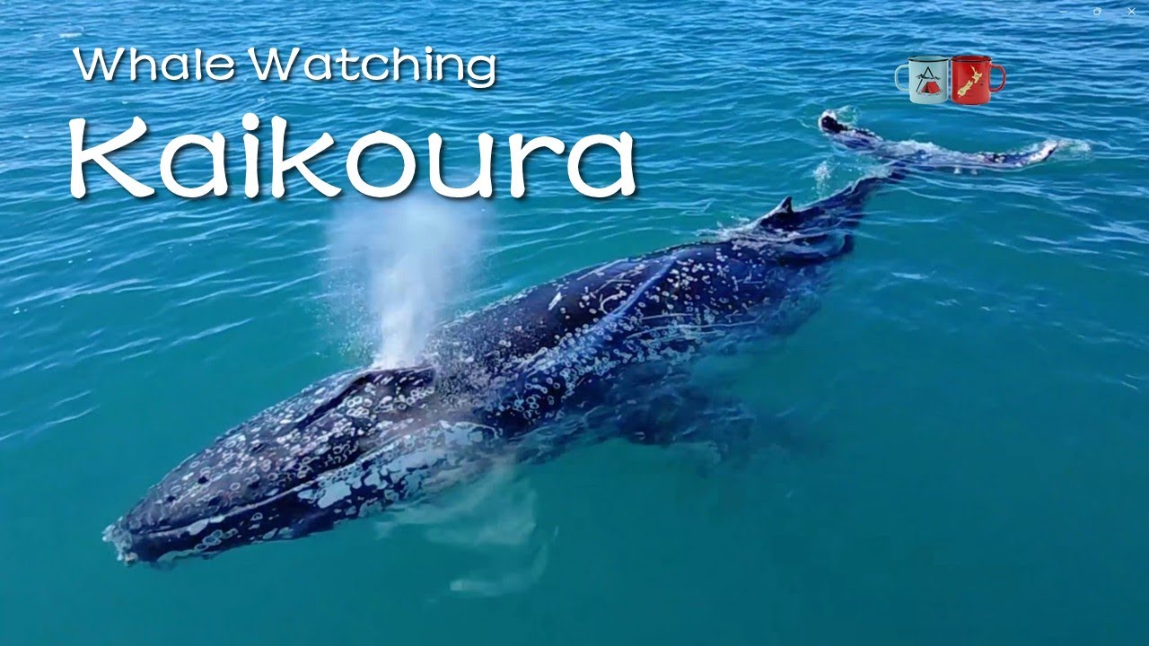 New Zealand _ Kaikoura,  Whale Watching and Visited Seal Colony