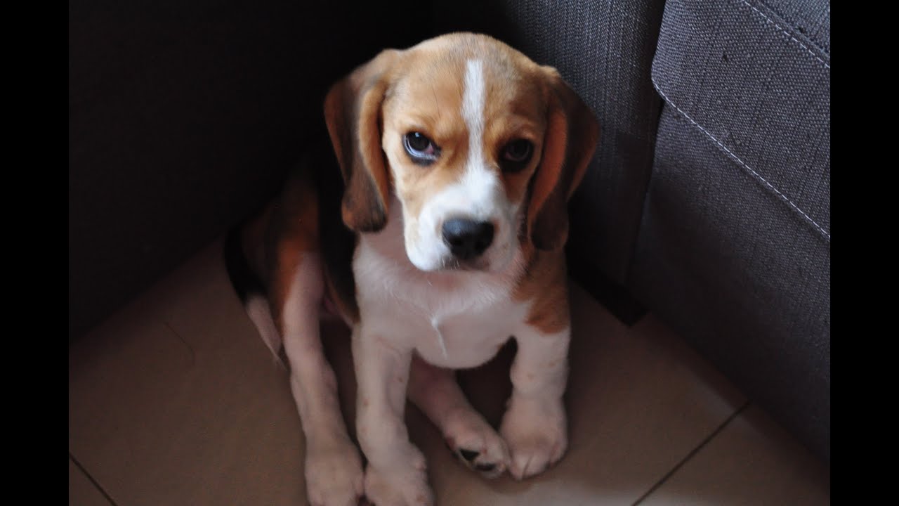 Beagle Puppy Growing Up