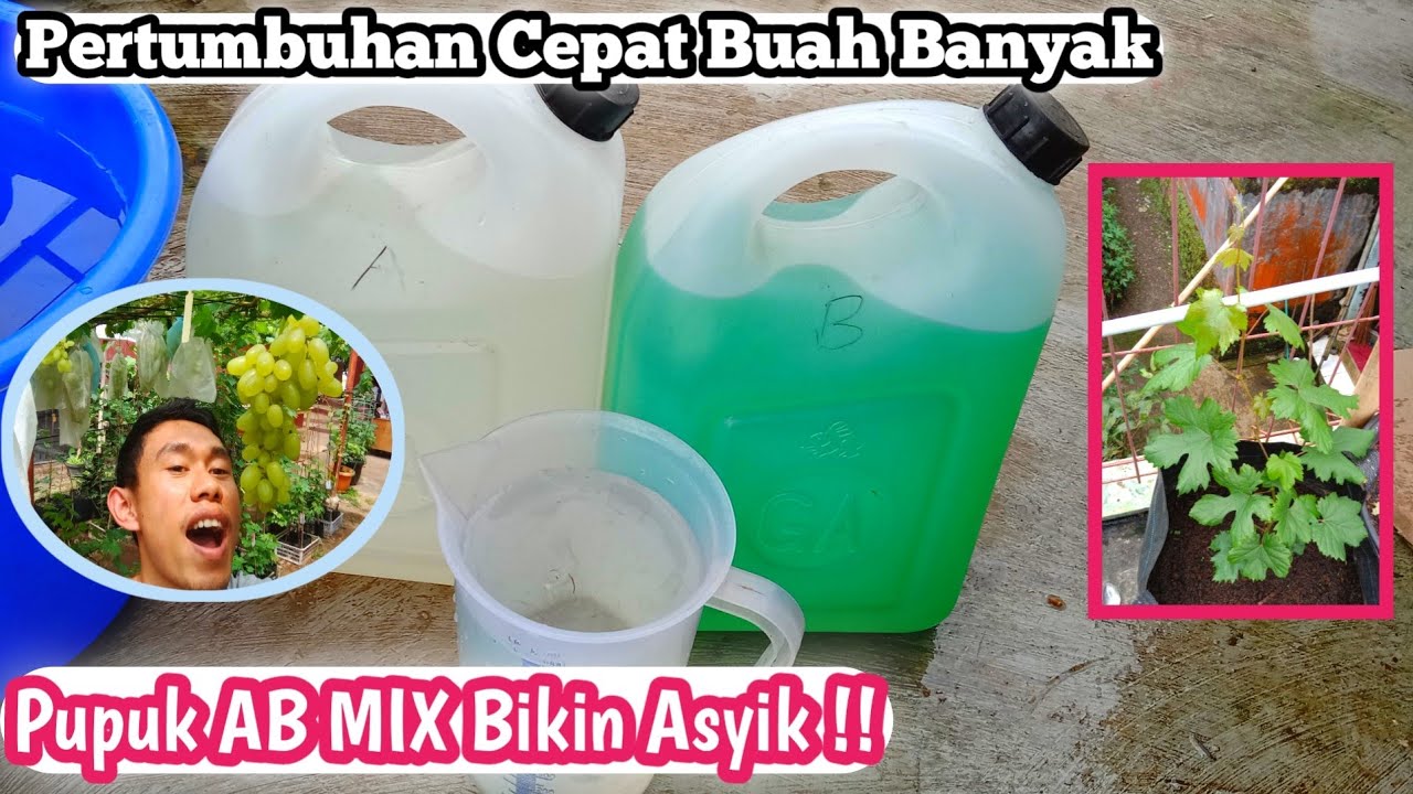 Pupuk AB Mix Bikin Asyik ❗❗ Pertumbuhan Ngebut Buah Lebat ✔️