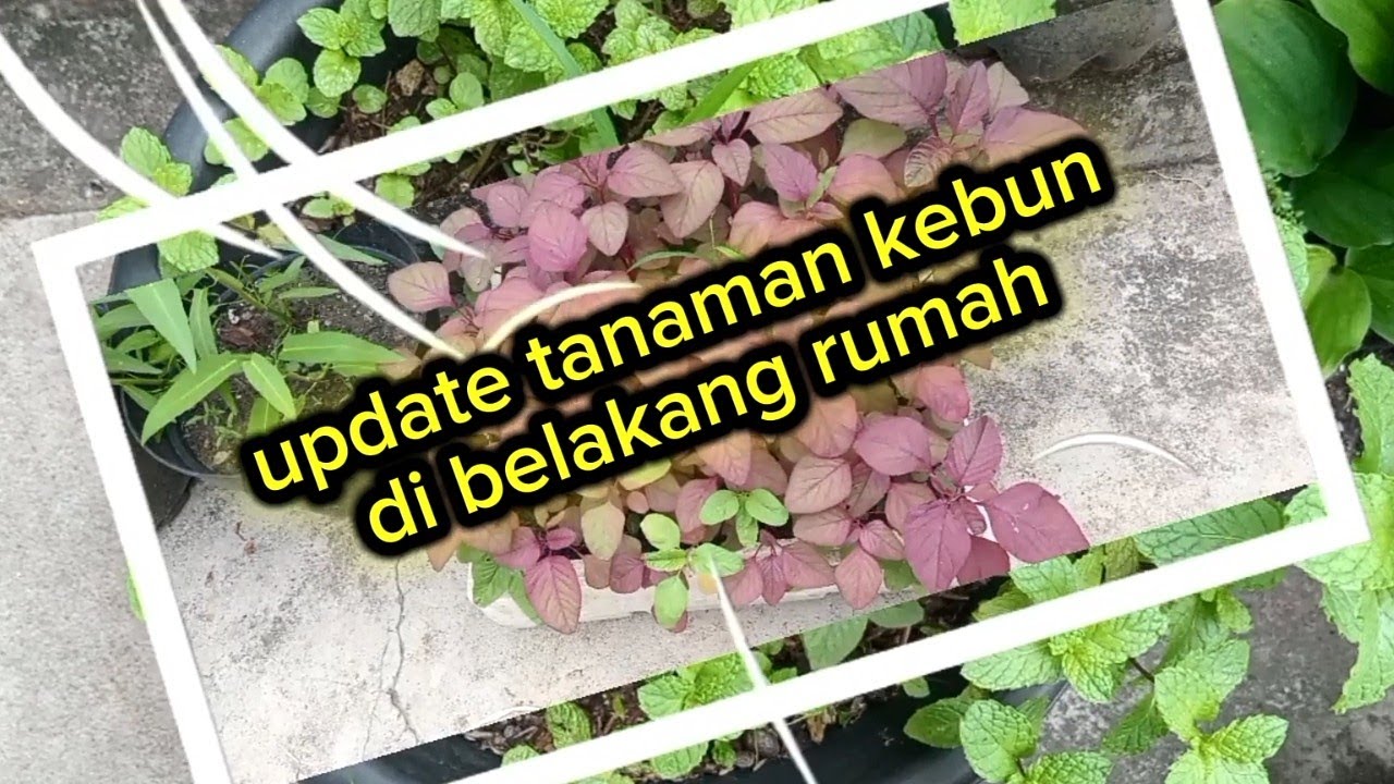 Kondisi kebun di musim kemarau tanaman kale ku pada mati