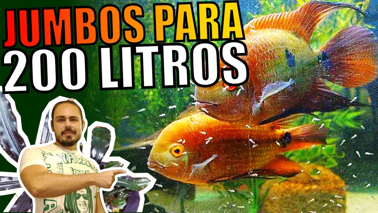 🔴COMBINAÇÕES DE PEIXES JUMBOS PARA AQUÁRIOS DE 200 LITROS|Mr. Betta|