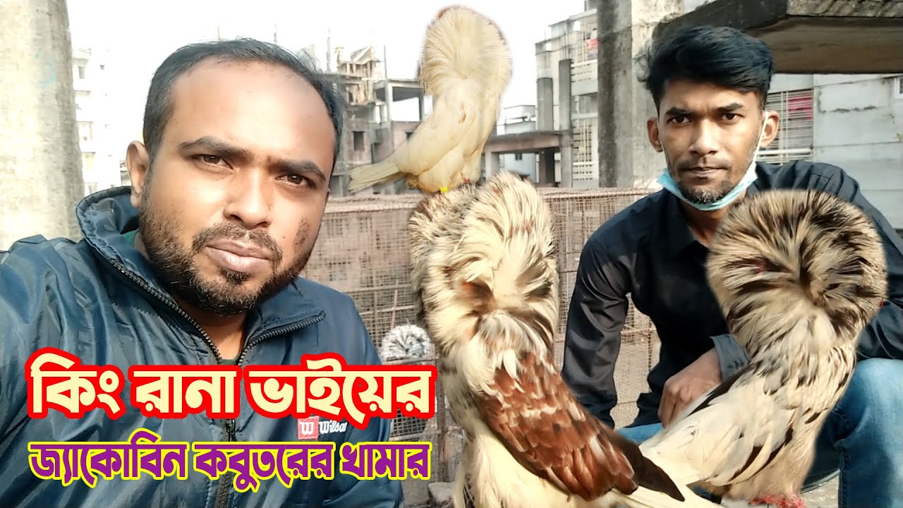 কিং রানা ভাইয়ের জ্যাকোবিন কবুতরের খামার | Jacobin pigeon farm in Bangladesh