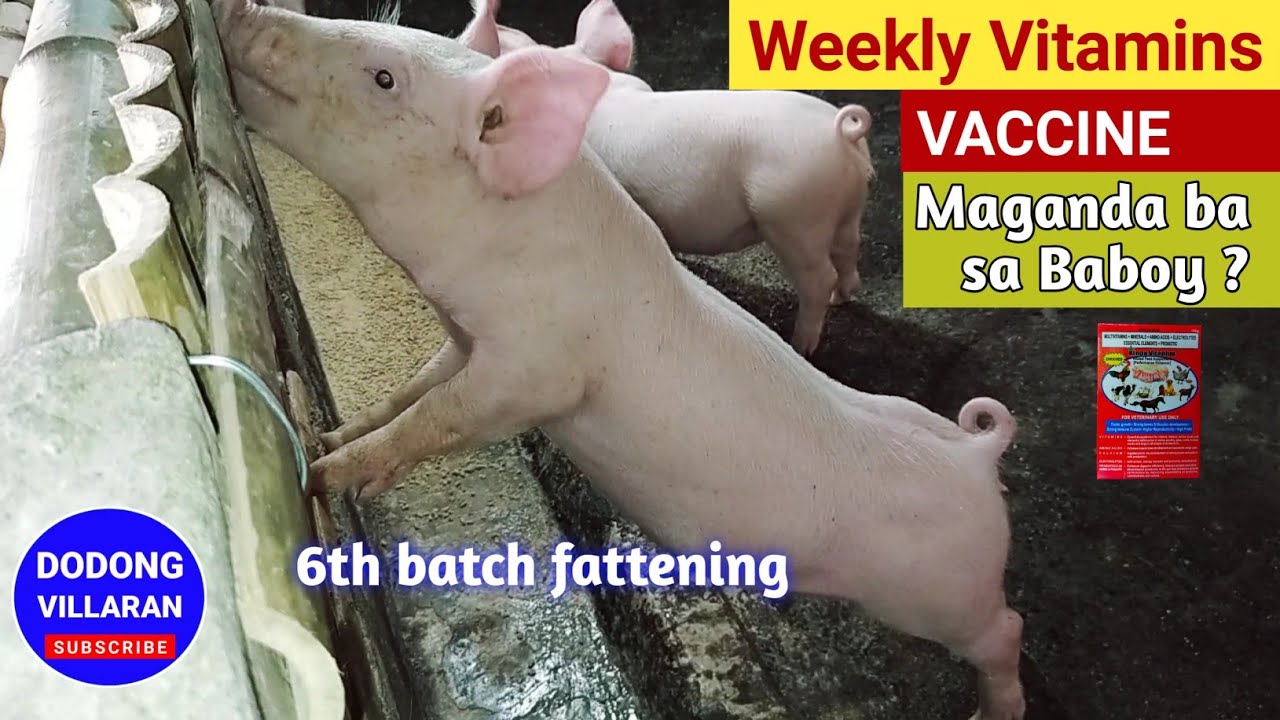 Weekly Vitamins Vaccine Maganda ba sa Baboy / Dodong Villaran / 324