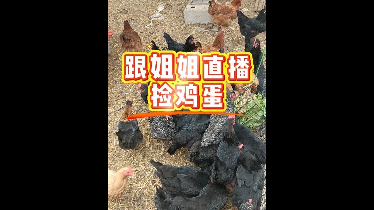 周末跟姐姐一起直播捡鸡蛋🥚#生态散养土鸡 #养鸡人 #我的农村生活 #创业养鸡 @DOU+上热门 #姐弟日常