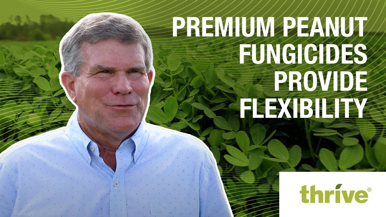 Premium Peanut Fungicides Provide Flexibility