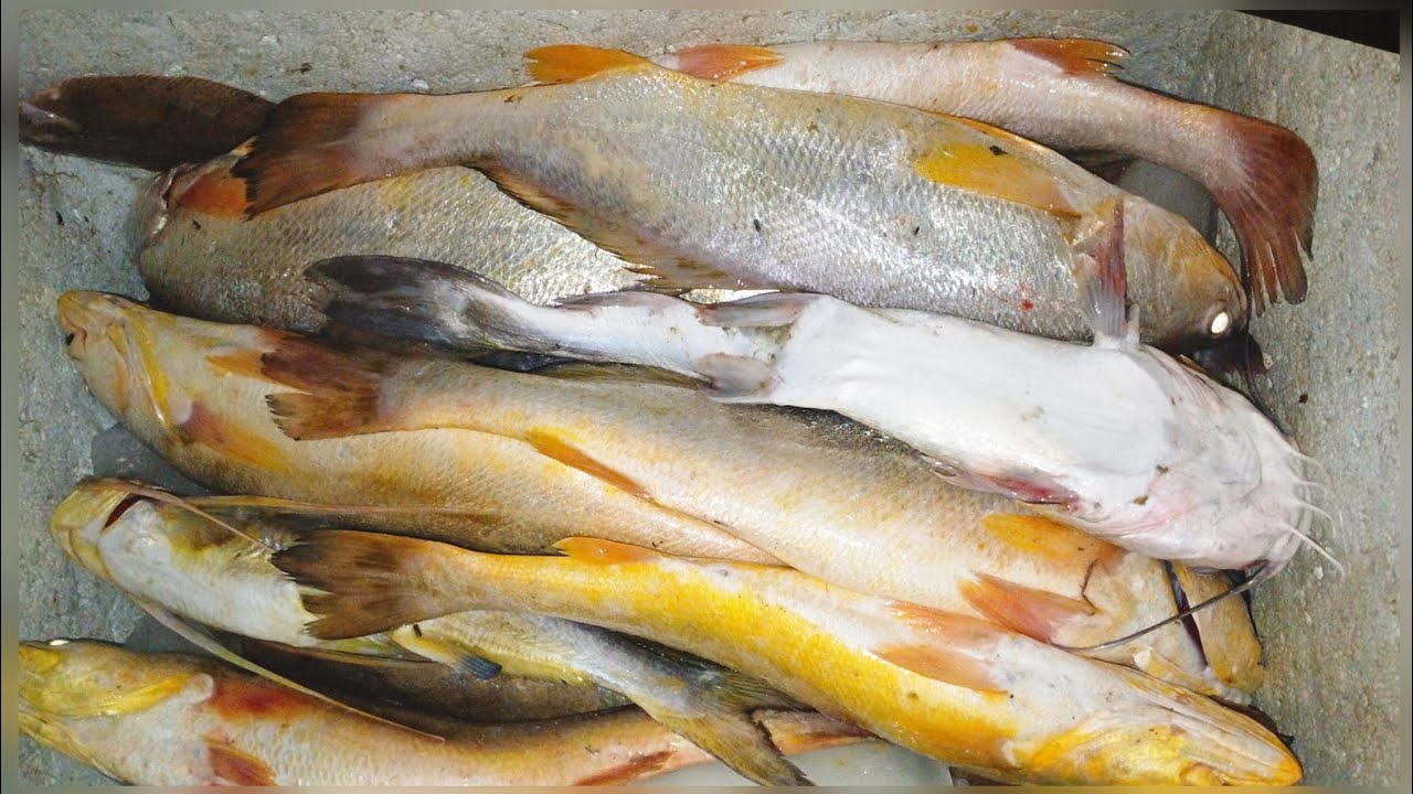 BATALHANDO EM BUSCA DAS PESCADAS AMARELAS, PESCARIA COM REDE MALHADEIRA 