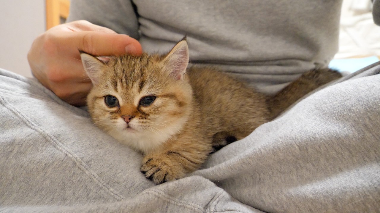 I could touch them forever as each kitten is completely different to touch!