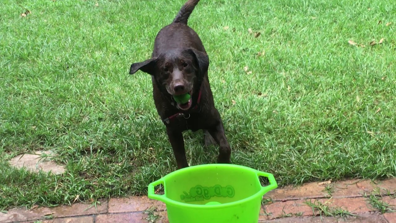 GoDogGo and a chocolate lab with a kiddie pool