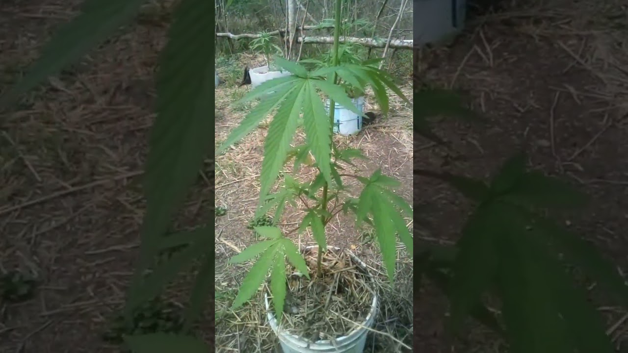 How to get healthy cannabis plant #cannabisdaily