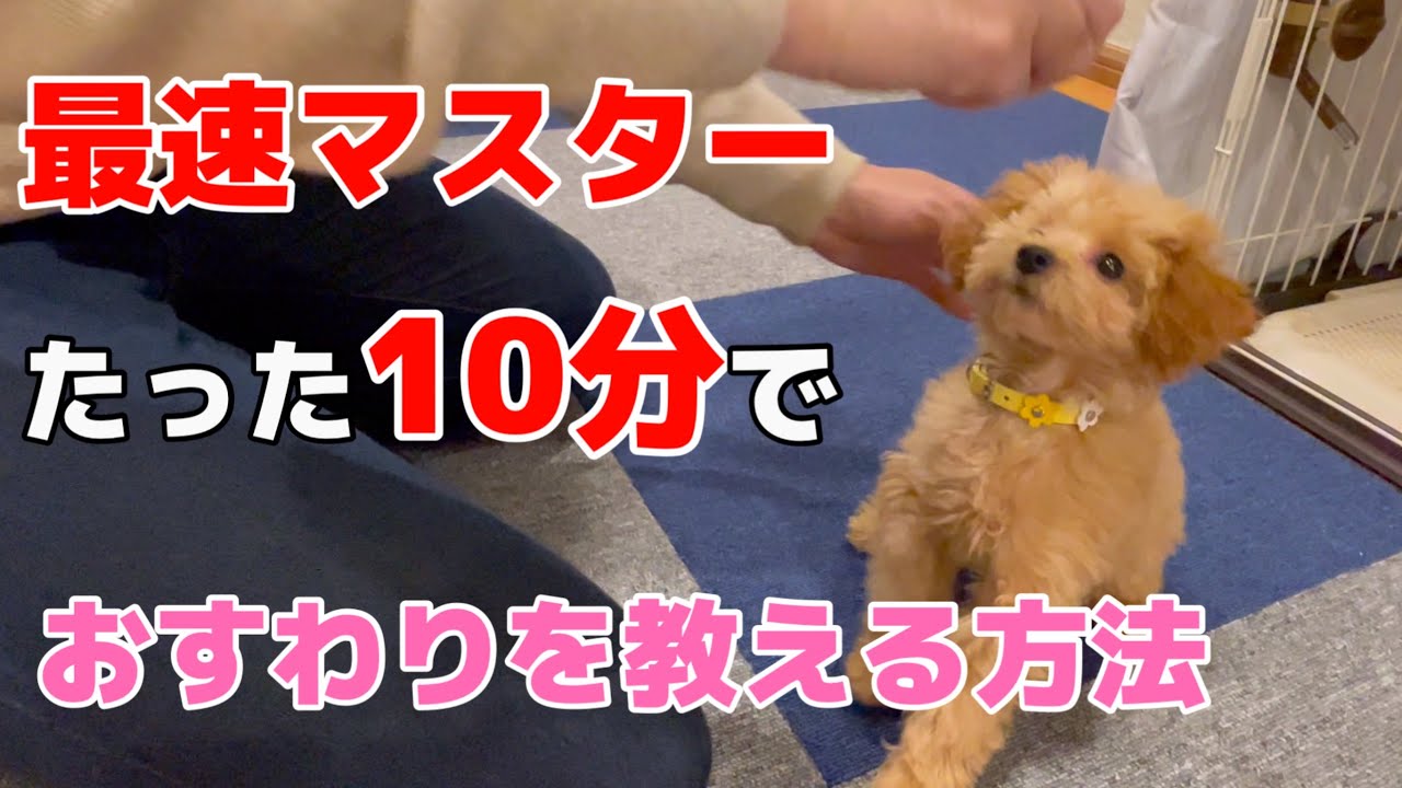 【誰でも】これを見れば10分でできるおすわりの愛犬への教え方【トイプードル】