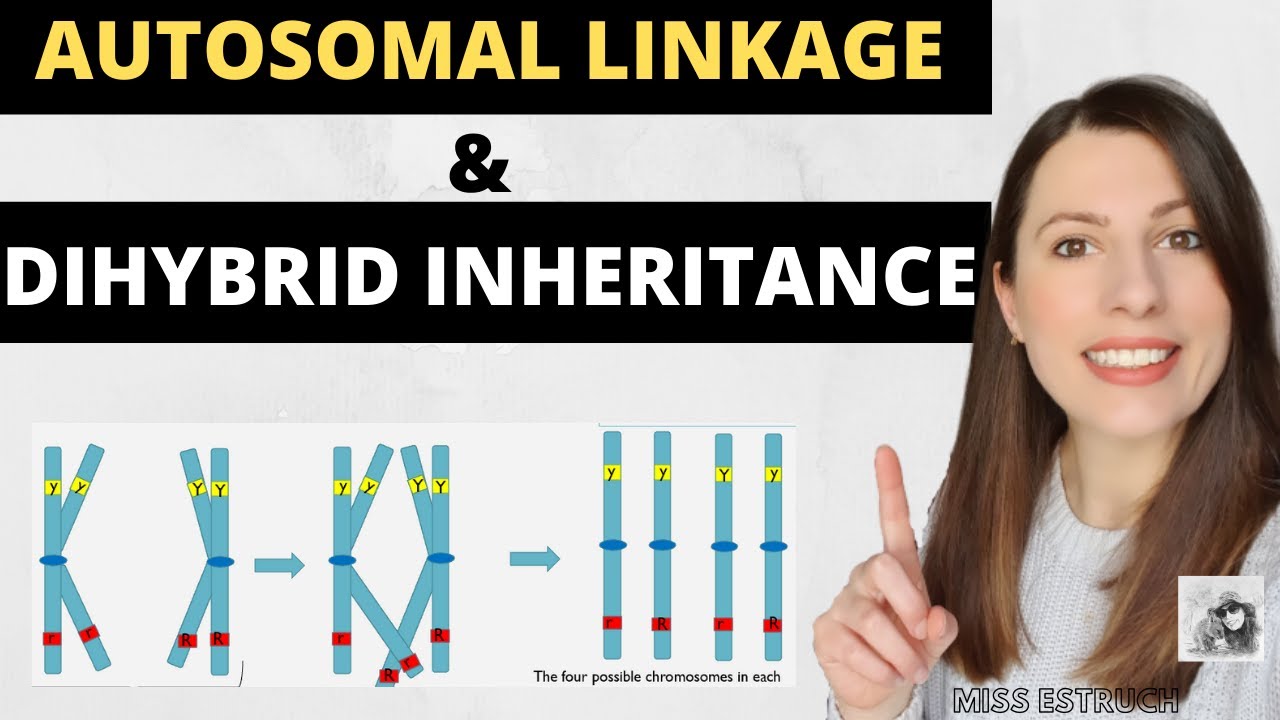 AUTOSOMAL LINKAGE and DIHYBRID INHERITANCE- A-level Biology inheritance genetic crosses and ratios
