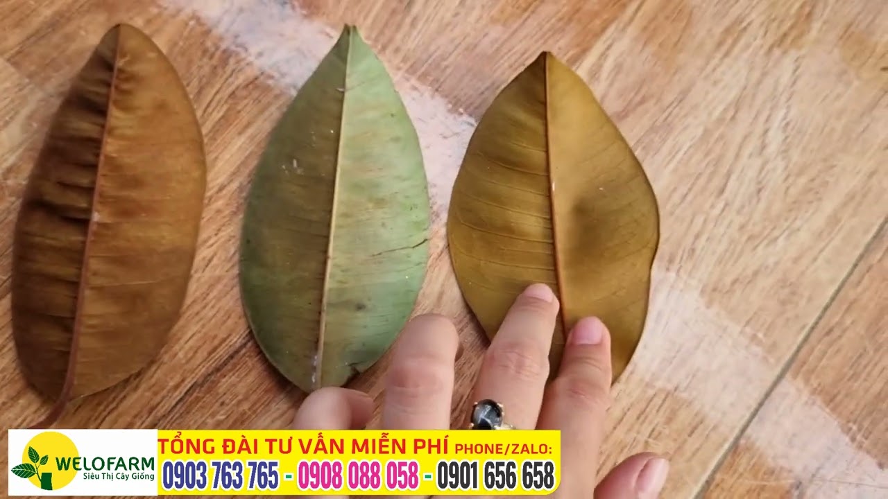 Chọn giống đúng - Phân biệt 3 loại vú sữa TÍM MICA - TỨ QUÝ - BƠ HỒNG