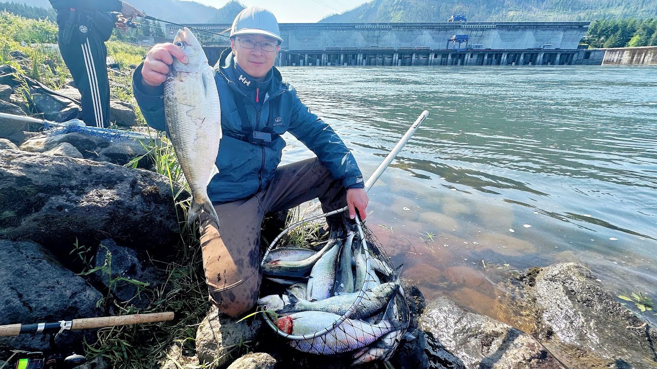 Early Season Bonneville Dam Shad fishing 06/01/2025 - Landed 34 Shad | How to Fish for American Shad
