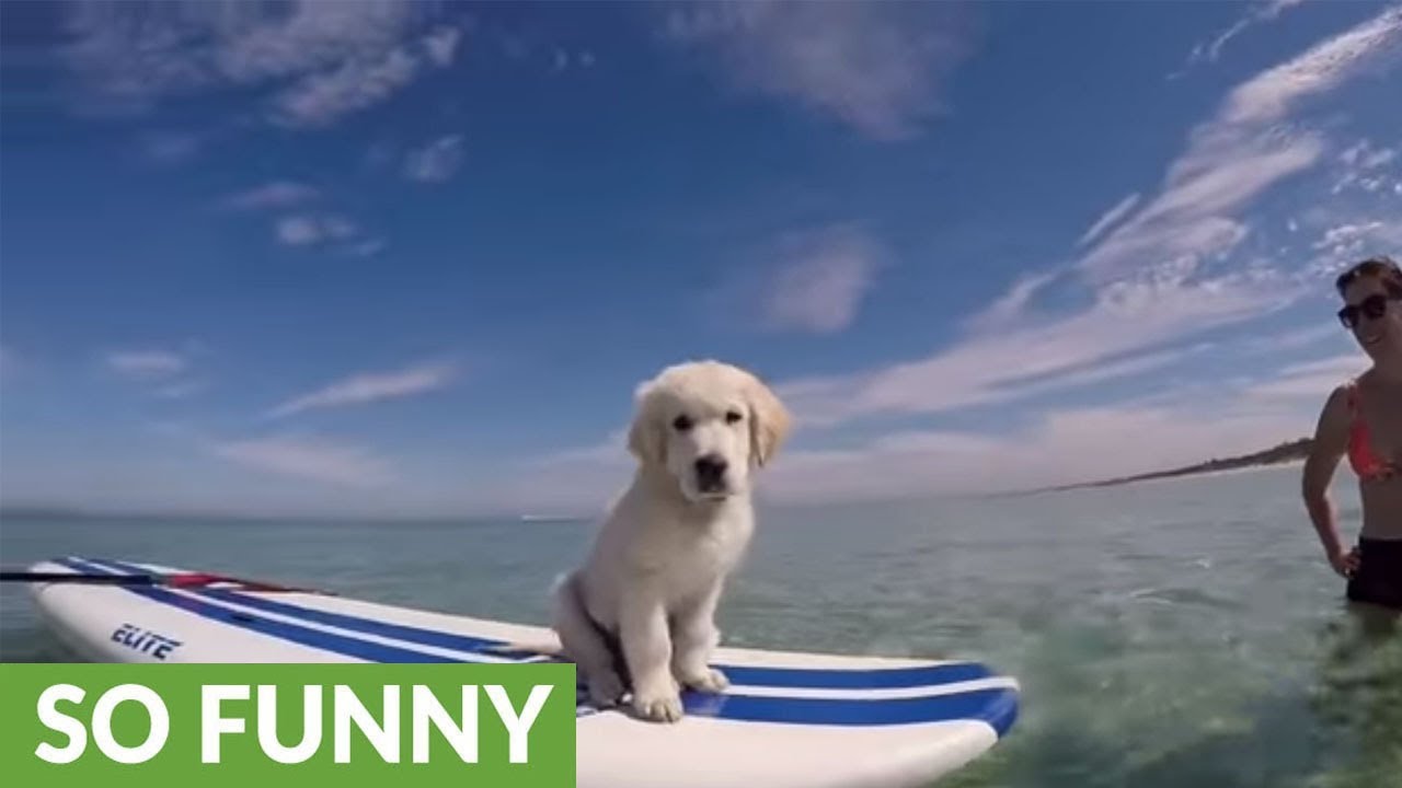 Adventurous Golden Retriever loves paddle boarding