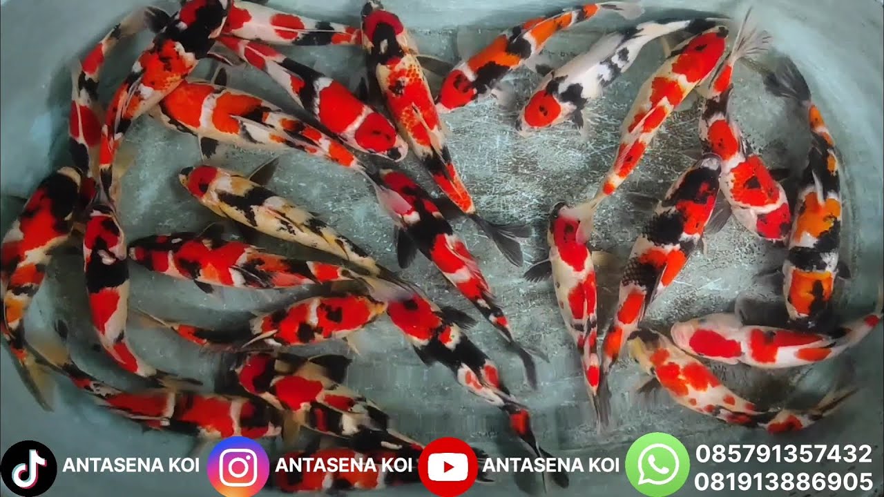 GILA‼️ READY STOCK SHOWA SHOWANGAR MERAH STRONG — KUALITAS JUARA 🔥🐟