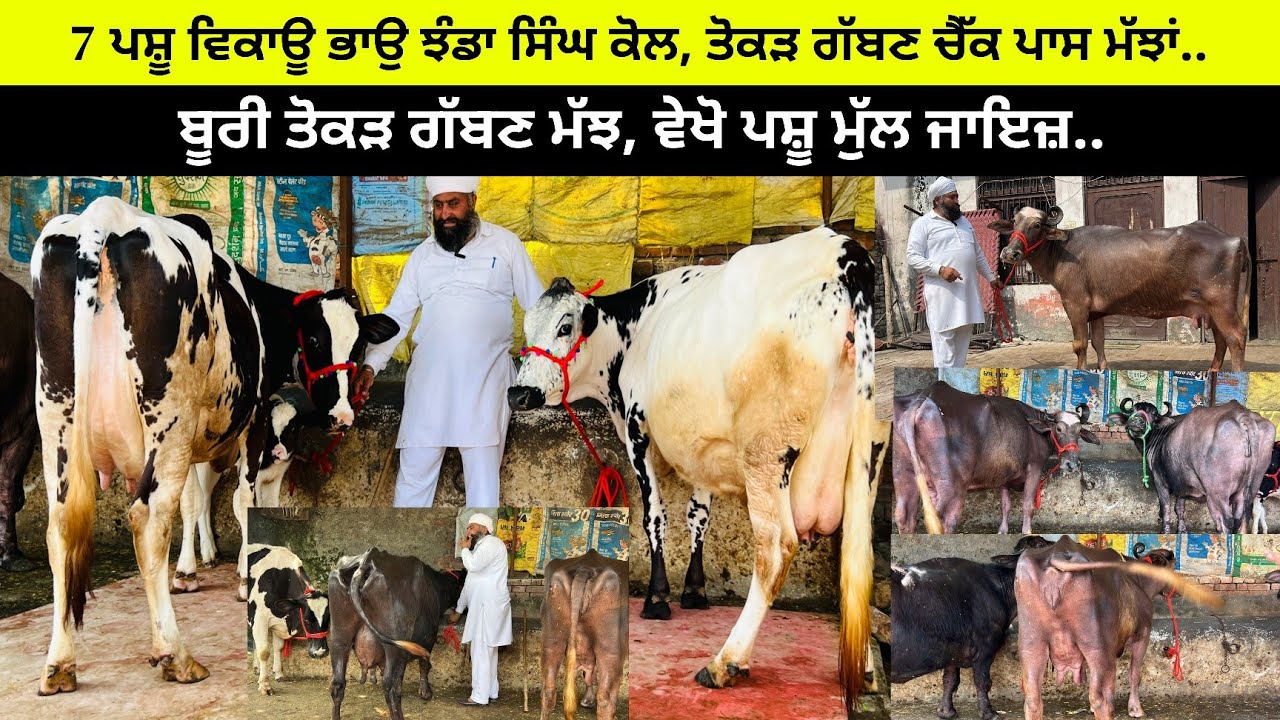 ਝੰਡਾ ਸਿੰਘ ਕੈਰੋਂ ਕੋਲ 4 ਵਹਿੜਾ 2 ਤੋਕੜ ਗੱਬਣ ਮੱਝਾਂ ਵਿਕਾਉ/ 23 ਹਜਾਰ ਵਿੱਚ ਆ ਵਹਿੜਾ/ ਪੱਟੀ ਤਰਨਤਾਰਨ 